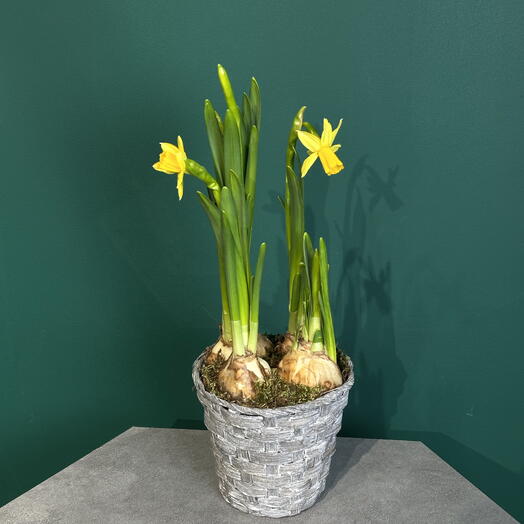 Нарциссы в кашпо