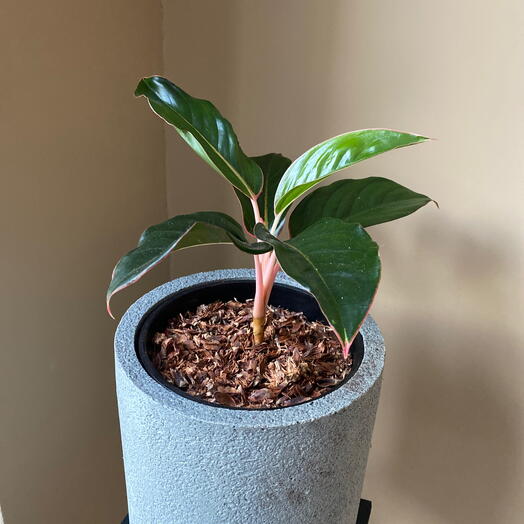 Аглаонема Крит в кашпо