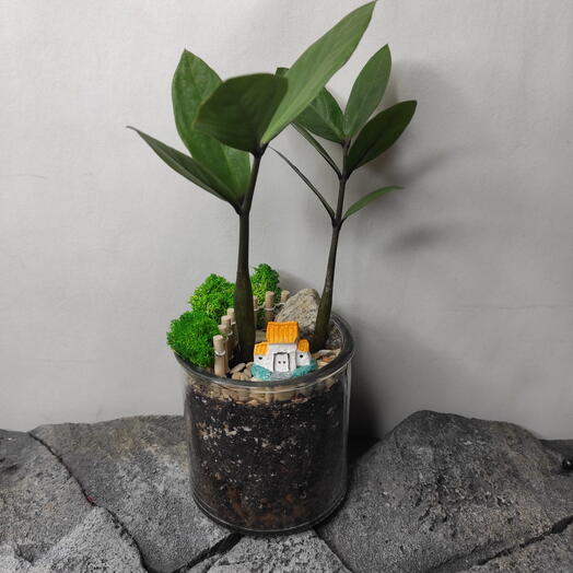 Замиокулькас маленький