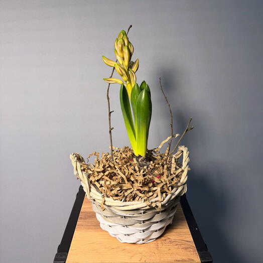 Розовый гиацинт в корзинке