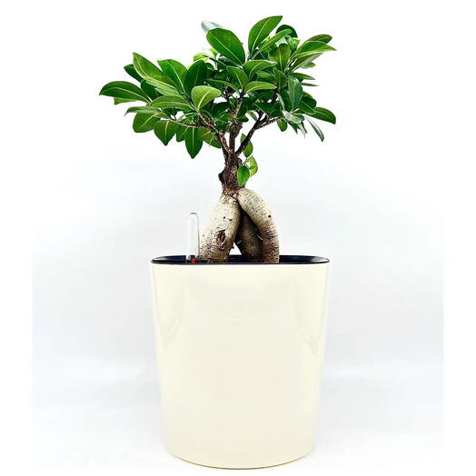 Фикус Микрокарпа бонсай в кремовом пластиковом кашпо с АВТОПОЛИВОМ, высота композиции 35-40 см