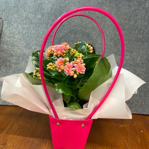 Каланхоэ розовый