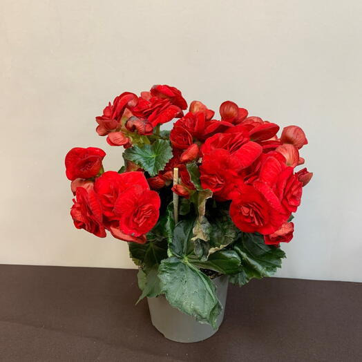 Бегония красная  клубневая