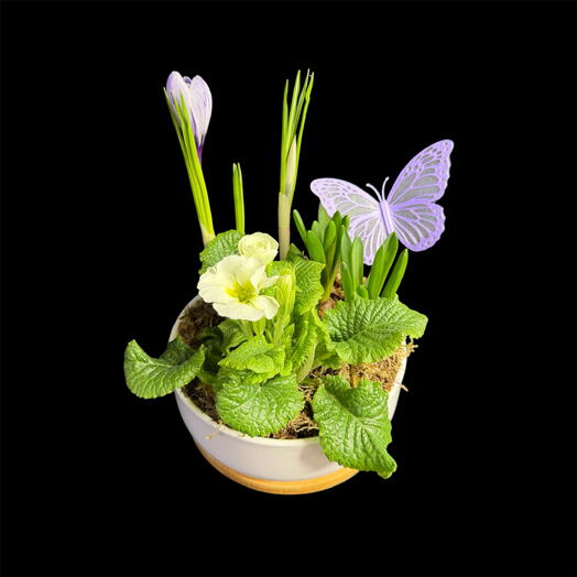 Композиция с первоцветами в керамическом кашпо с мускарями, крокусами и примулой / Весенние цветы