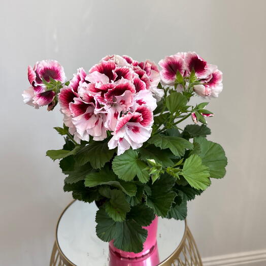 Комнатное растение Пеларгония Розовая