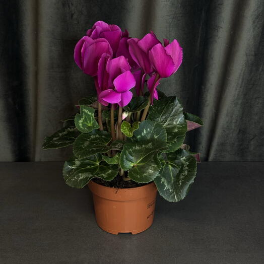 Цикламен фуксия