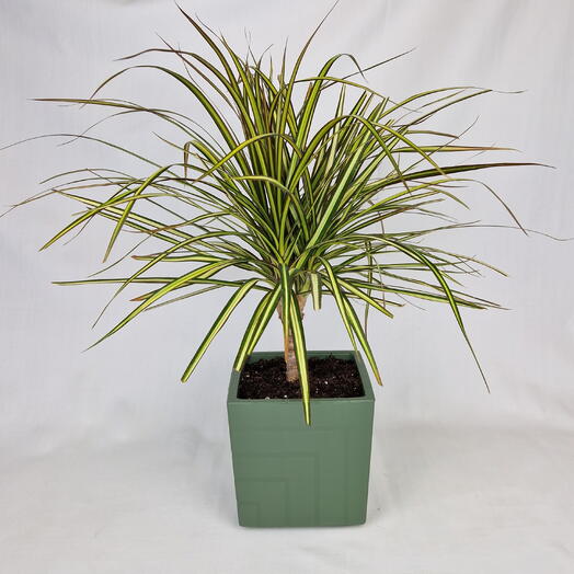 Драцена Санрей в квадратном горшке