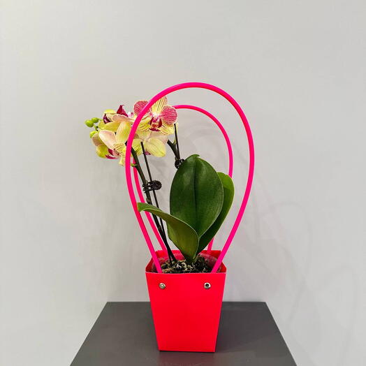 Орхидея Желтая в подарочной сумочке