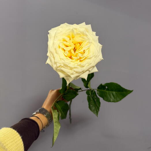 Роза (1шт) бело-кремовая 💛