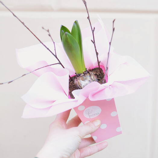 Гиацинт в подарочной упаковке