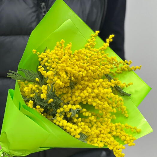 Итпоьянская мимоза