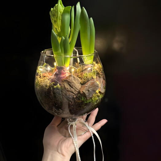 Живая композиция «Искрящийся гиацинт»