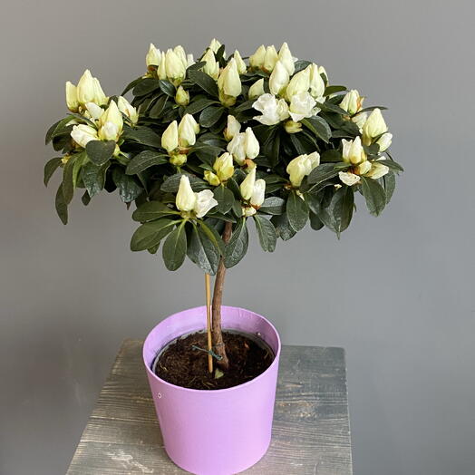 Комнатная азалия белого цвета