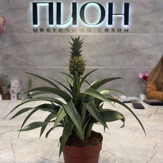 Ананас комнатный