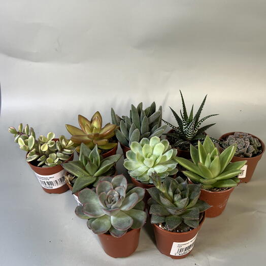 Succulents, a set of 10 different pieces