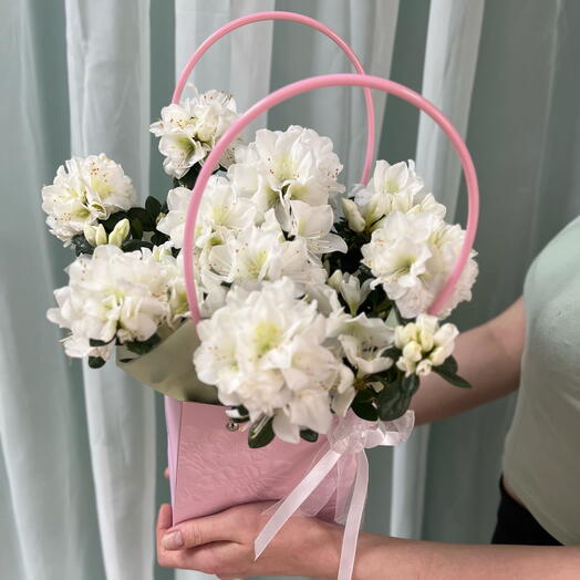 Азалия белая в горшке и подарочной сумке