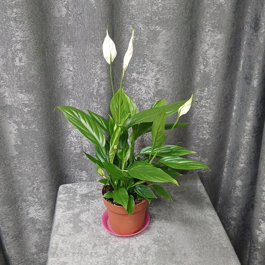 Спатифиллум, женское счастье