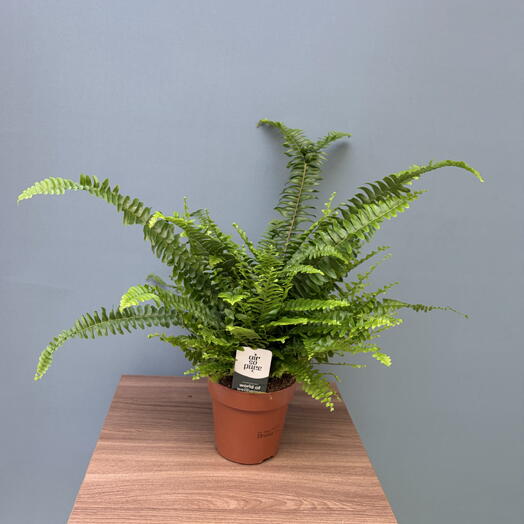 Комнатные растение 🌱 нефролепис