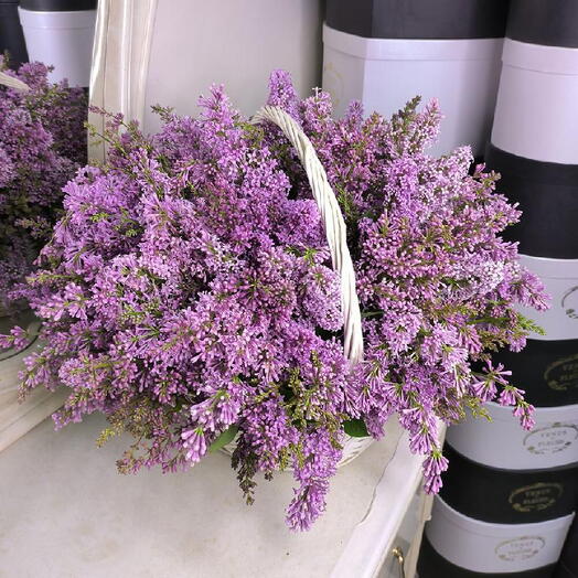 Корзина из 51 ветки сирени