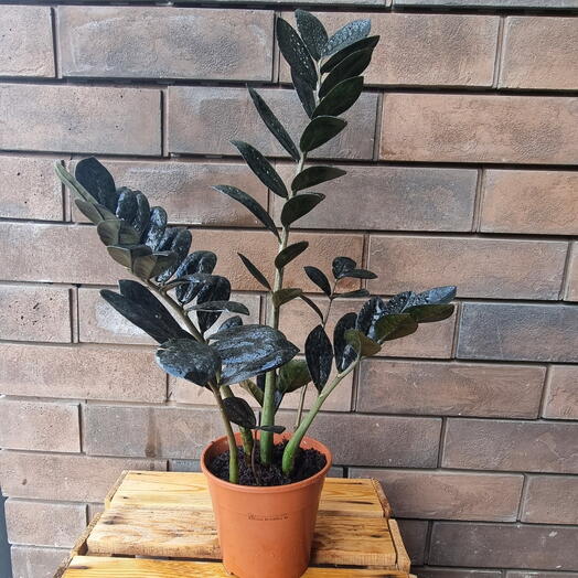 Zamioculcas Raven (Замиокулькас Равен)