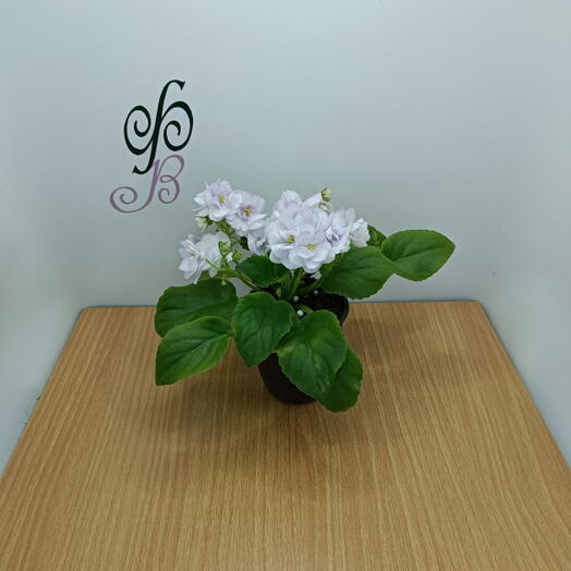 Фиалка (*22) цветущая, (сенполия)