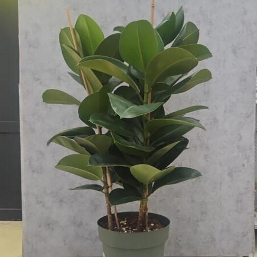 Фикус elastica  Robusta