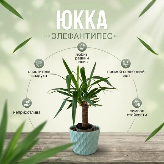 Юкка