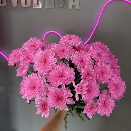 5 розовых хризантем 💖