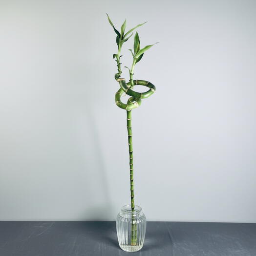 Драцена lucky bamboo