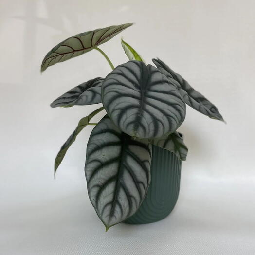 Алоказия Серебрянный Дракон» /Alocasia baginda Silver Dragon