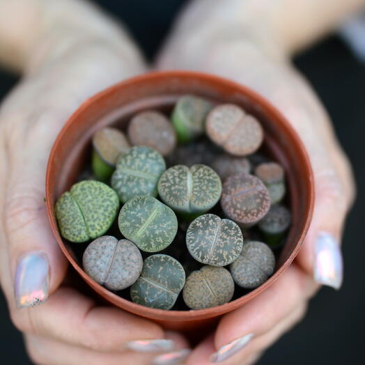Литопсы (Lithops), «живые камни»
