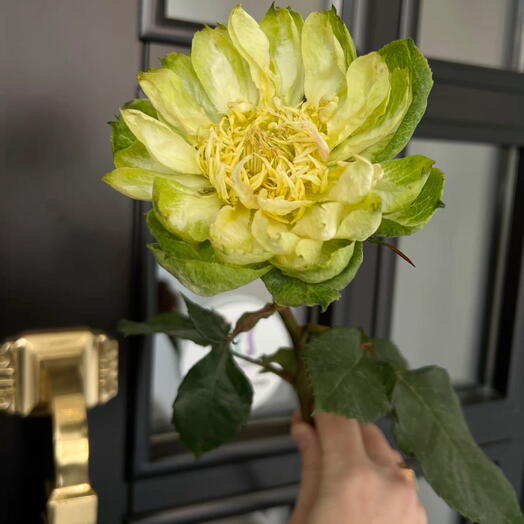 Veggie rose