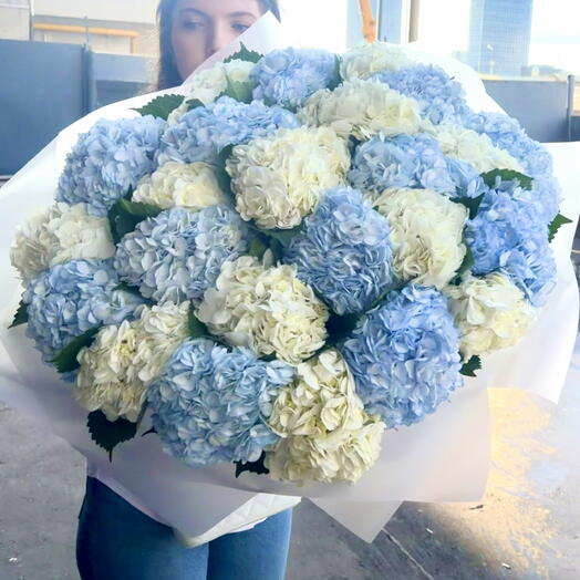 Букет из 19 гортензий 🤍💙🤍🩵🤍💙🤍🩵
