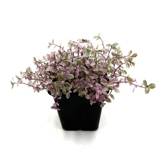 Каллизия (Callisia) в пластиковом горшке