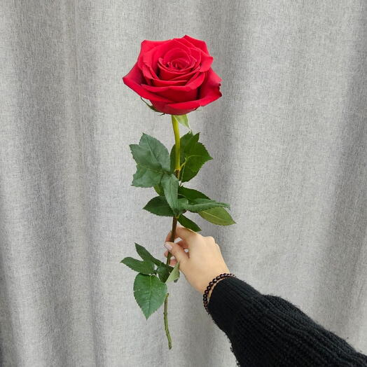 Роза эквадор Фридом (Freedom)