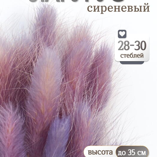 Лагурус сиреневый 30 шт. Высший сорт. Высота 25-35 см М484