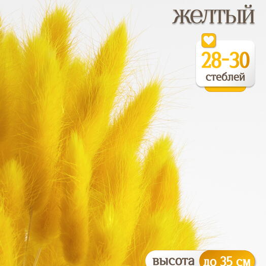 Лагурус жёлтый 30 шт. Высший сорт. Высота 25-35 см М474