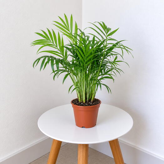 Chamaedorea elegans
