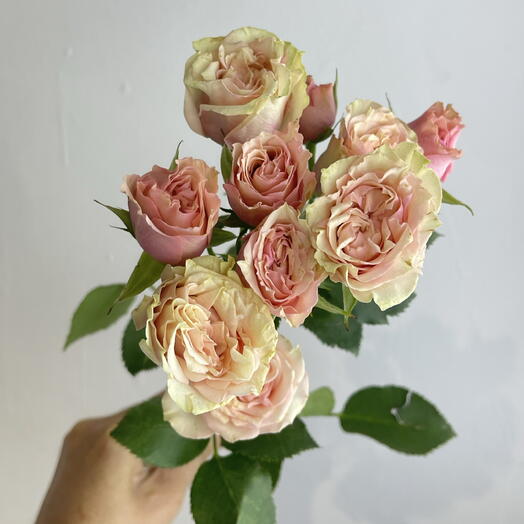 Кустовая Роза нежная 💕