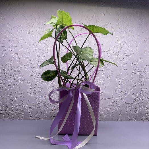 Syngonium (Сингониум)