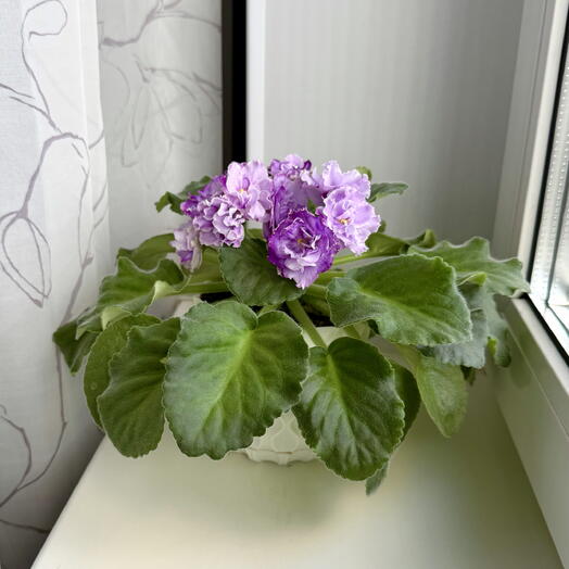 Сенполия (фиалка) мульколор в терракотовом горшочке