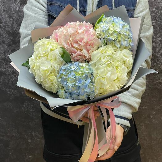 5 hortensias multicolores