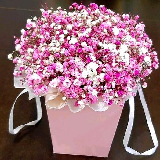 Gypsophila rosea