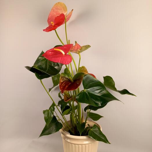 Anthurium