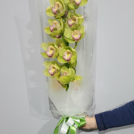 Orquídea " Cymbidium Green "