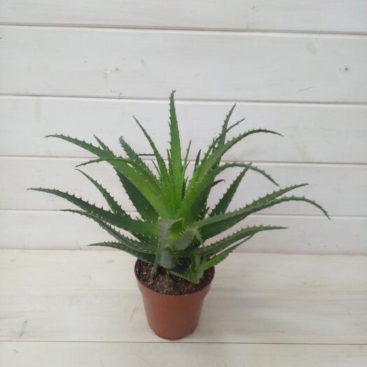 Aloe