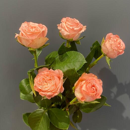 Madame Bombastic rosa arbusto