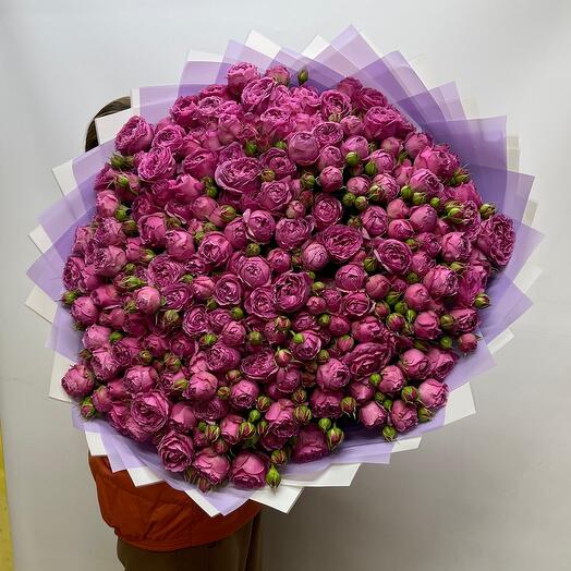 Peonía prominentes rosas arbustivas