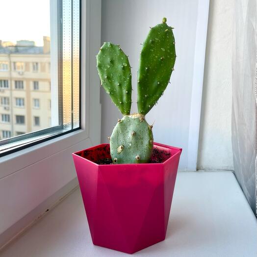 Африканский неприхотливый кактус Опунция (Opuntia ficus-indica) в ярком розовом кашпо, привезен из Туниса