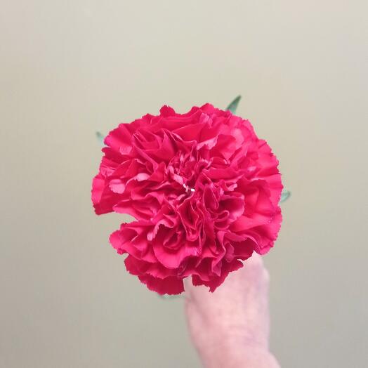 Red carnation